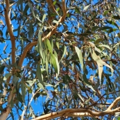 Eucalyptus bridgesiana (Apple Box) at Watson Woodlands - 17 Jun 2024 by EcolCara37