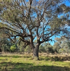 Eucalyptus bridgesiana at Watson Woodlands - 17 Jun 2024 10:57 AM