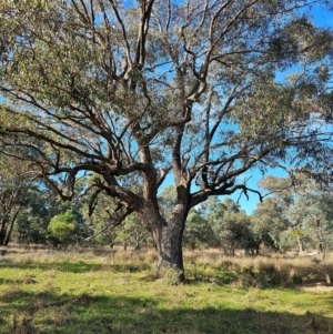 Eucalyptus bridgesiana at Watson Woodlands - 17 Jun 2024 10:57 AM