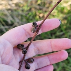 Eucalyptus bridgesiana at Watson Woodlands - 17 Jun 2024