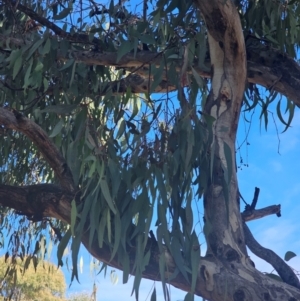 Eucalyptus melliodora at Watson Woodlands - 17 Jun 2024