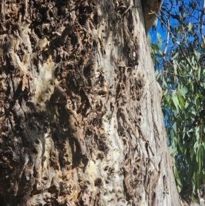 Eucalyptus melliodora at Watson Woodlands - 17 Jun 2024