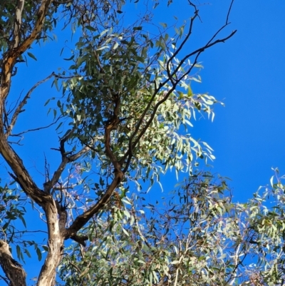 Eucalyptus melliodora (Yellow Box) at Watson, ACT - 17 Jun 2024 by EcolCara37