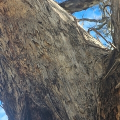 Eucalyptus melliodora at Watson Woodlands - 17 Jun 2024