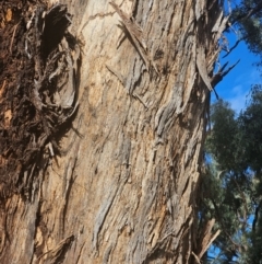 Eucalyptus melliodora at Watson Woodlands - 17 Jun 2024