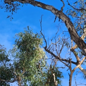 Eucalyptus melliodora at Watson Woodlands - 17 Jun 2024