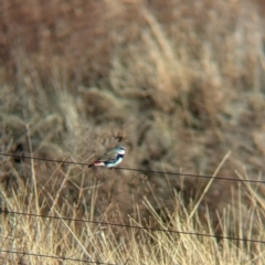 Stagonopleura guttata (Diamond Firetail) at Mullengandra, NSW - 16 Jun 2024 by Darcy