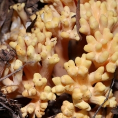 Ramaria sp. (genus) (A Coral fungus) at Tidbinbilla Nature Reserve - 16 Jun 2024 by TimL