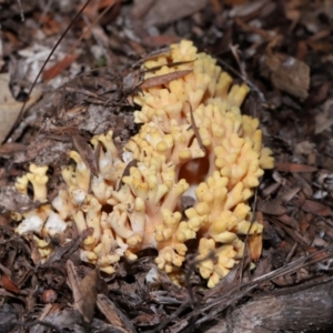 Ramaria sp. at Tidbinbilla Nature Reserve - 16 Jun 2024