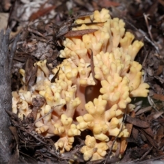 Ramaria sp. at Tidbinbilla Nature Reserve - 16 Jun 2024