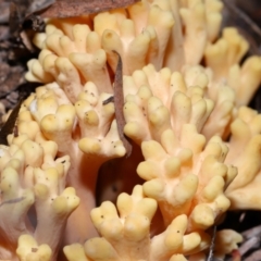 Ramaria sp. at Tidbinbilla Nature Reserve - 16 Jun 2024