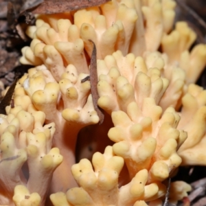 Ramaria sp. at Tidbinbilla Nature Reserve - 16 Jun 2024