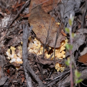 Ramaria sp. at Tidbinbilla Nature Reserve - 16 Jun 2024