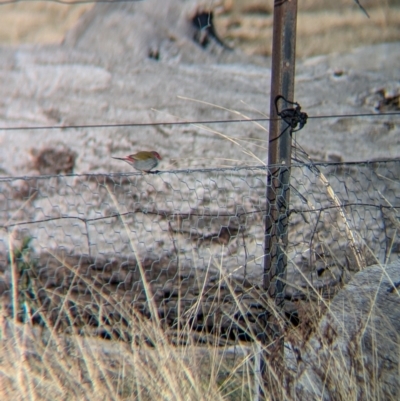 Neochmia temporalis (Red-browed Finch) at Mullengandra, NSW - 16 Jun 2024 by Darcy