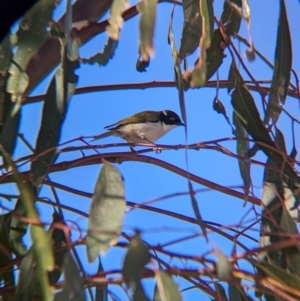 Melithreptus lunatus at Mullengandra, NSW - 16 Jun 2024