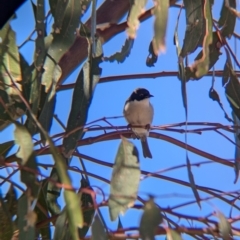 Melithreptus lunatus at Mullengandra, NSW - 16 Jun 2024