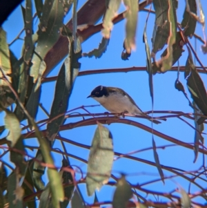 Melithreptus lunatus at Mullengandra, NSW - 16 Jun 2024