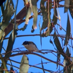 Melithreptus lunatus at Mullengandra, NSW - suppressed