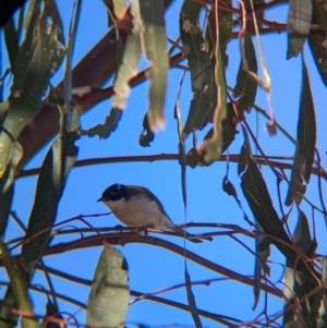 Melithreptus lunatus at Mullengandra, NSW - 16 Jun 2024