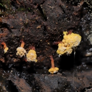 Trichiales (Order) at Tidbinbilla Nature Reserve - 16 Jun 2024