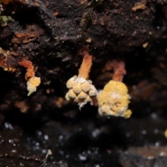 Trichiales (Order) at Tidbinbilla Nature Reserve - 16 Jun 2024