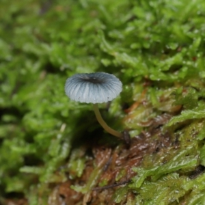 Mycena interrupta at Tidbinbilla Nature Reserve - 16 Jun 2024