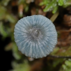 Mycena interrupta at Tidbinbilla Nature Reserve - 16 Jun 2024