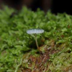 Mycena interrupta at Tidbinbilla Nature Reserve - 16 Jun 2024