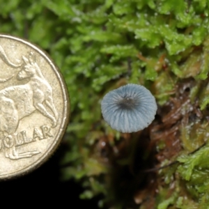 Mycena interrupta at Tidbinbilla Nature Reserve - 16 Jun 2024