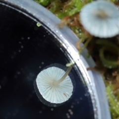 Mycena interrupta at Tidbinbilla Nature Reserve - 16 Jun 2024