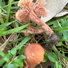 Laccaria sp. (Laccaria) at Kangaroo Valley, NSW - 17 Jun 2024 by lbradley