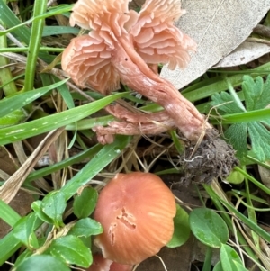 Laccaria sp. at Kangaroo Valley, NSW - suppressed