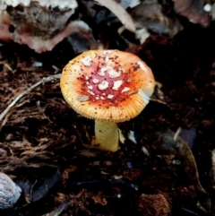 Amanita xanthocephala (Vermilion grisette) at Bodalla, NSW - 16 Jun 2024 by Teresa