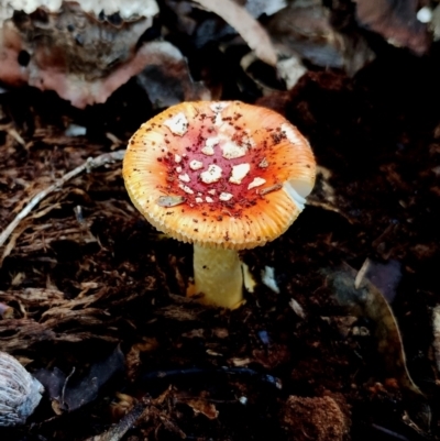 Amanita xanthocephala (Vermilion grisette) at Bodalla, NSW - 16 Jun 2024 by Teresa