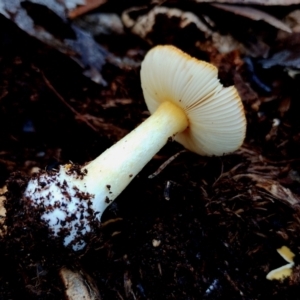 Amanita xanthocephala at Eurobodalla National Park - 16 Jun 2024