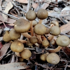 Armillaria luteobubalina (Australian Honey Fungus) at Bodalla, NSW - 16 Jun 2024 by Teresa