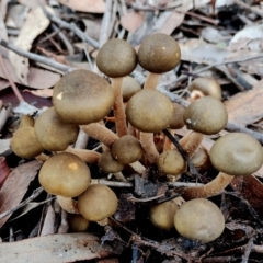 Armillaria luteobubalina (Australian Honey Fungus) at Eurobodalla National Park - 16 Jun 2024 by Teresa