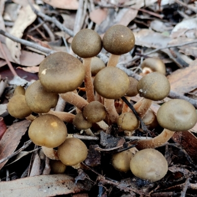 Armillaria luteobubalina (Australian Honey Fungus) at Bodalla, NSW - 16 Jun 2024 by Teresa