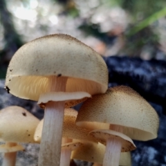 Armillaria luteobubalina at Eurobodalla National Park - 16 Jun 2024