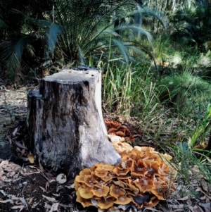 Armillaria luteobubalina at Eurobodalla National Park - 16 Jun 2024