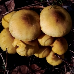 Armillaria luteobubalina at Eurobodalla National Park - 16 Jun 2024