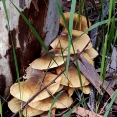 Armillaria luteobubalina at Eurobodalla National Park - 16 Jun 2024