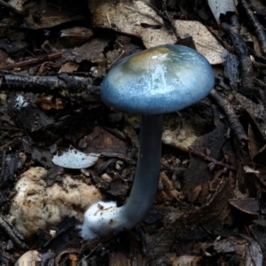 Cortinarius rotundisporus at Eurobodalla National Park - 16 Jun 2024