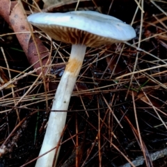 Cortinarius rotundisporus at Eurobodalla National Park - 16 Jun 2024