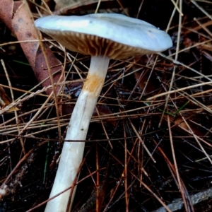 Cortinarius rotundisporus at Eurobodalla National Park - 16 Jun 2024