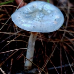 Cortinarius rotundisporus at Eurobodalla National Park - 16 Jun 2024 12:41 PM