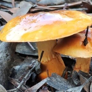 Cortinarius sinapicolor at Eurobodalla National Park - 16 Jun 2024 12:05 PM