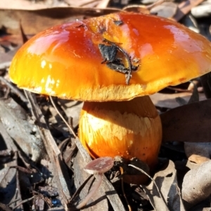 Cortinarius sinapicolor at Eurobodalla National Park - 16 Jun 2024 12:05 PM