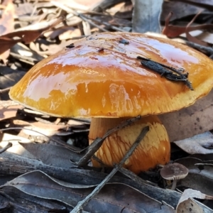 Cortinarius sinapicolor at Eurobodalla National Park - 16 Jun 2024 12:05 PM