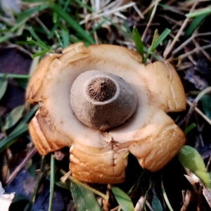 Geastrum triplex at Eurobodalla National Park - 16 Jun 2024 11:18 AM